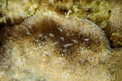 Zanclea