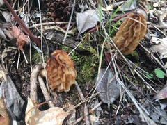 Morchella tridentina