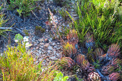 Haworthiopsis fasciata