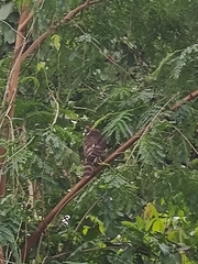 Accipiter trivirgatus