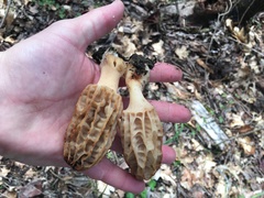 Morchella tridentina