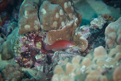 Pseudocheilinus evanidus