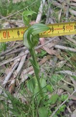 Pterostylis monticola