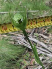 Pterostylis monticola