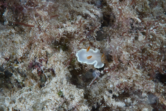 Ardeadoris angustolutea