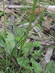 Pterostylis monticola