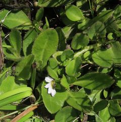 Scaevola hookeri