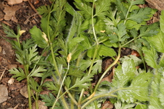 Puccinia pimpinellae