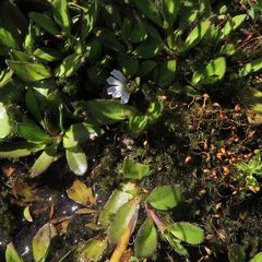 Scaevola hookeri