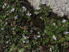 Scaevola hookeri