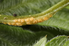 Puccinia pimpinellae