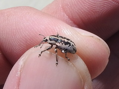 Eudiagogus rosenschoeldi