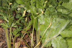 Puccinia pimpinellae