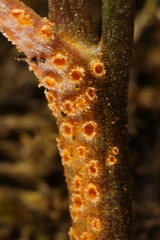 Puccinia pimpinellae