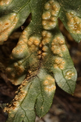 Puccinia pimpinellae