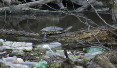 Phrynops hilarii