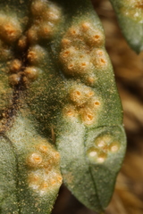 Puccinia pimpinellae