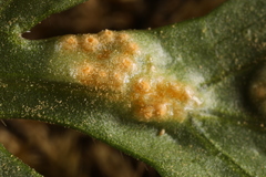 Puccinia pimpinellae