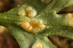 Puccinia pimpinellae