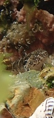 Aplodactylus lophodon