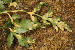 Puccinia pimpinellae
