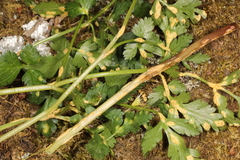 Puccinia pimpinellae