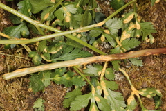 Puccinia pimpinellae