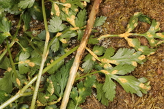 Puccinia pimpinellae