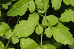 Puccinia arechavaletae