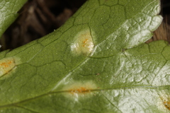 Puccinia saniculae