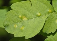 Puccinia arechavaletae