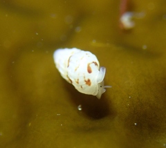 Exaesopus subturritus