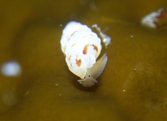 Exaesopus subturritus