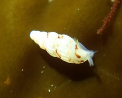 Exaesopus subturritus
