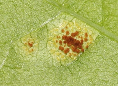 Puccinia arechavaletae