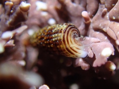 Cerithiopsidella cosmia