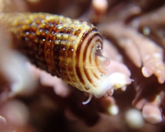 Cerithiopsidella cosmia