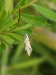 Glyphipterix triselena