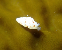 Exaesopus subturritus