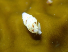 Exaesopus subturritus