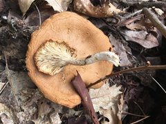 Pleurotus dryinus
