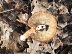 Pleurotus dryinus