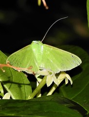 Stemorrhages amphitritalis