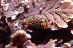 Cerithiopsidella cosmia