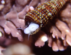 Cerithiopsidella cosmia