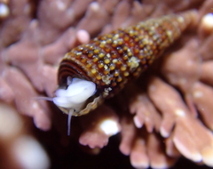 Cerithiopsidella cosmia