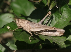 Schistocerca impleta