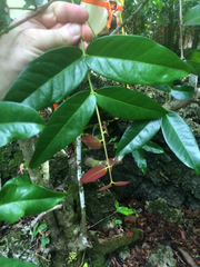 Syzygium thompsonii