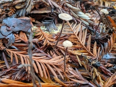 Paragymnopus sequoiae