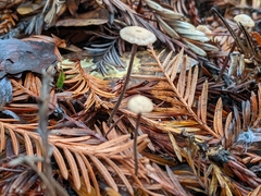 Paragymnopus sequoiae